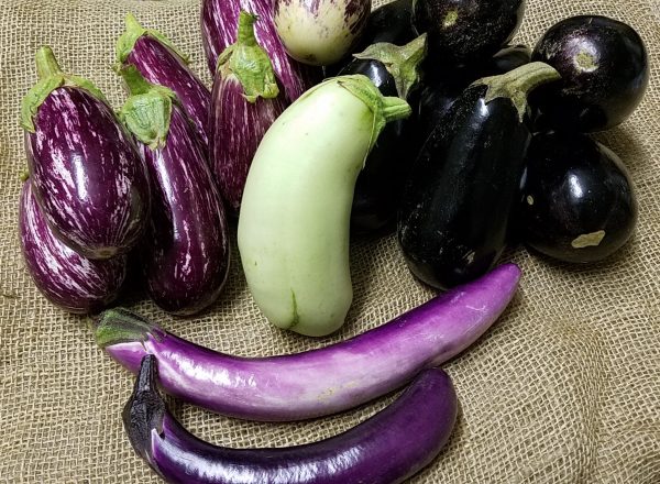 eggplant, baby purple Supply