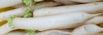 Daikon radish Online now