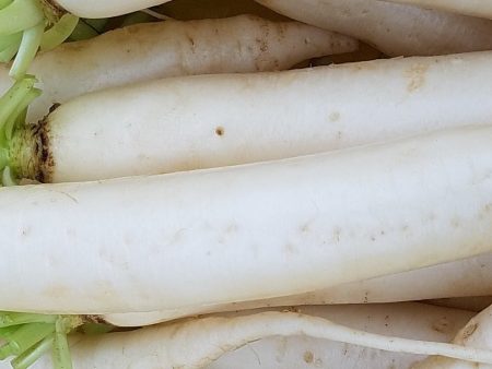 Daikon radish Online now