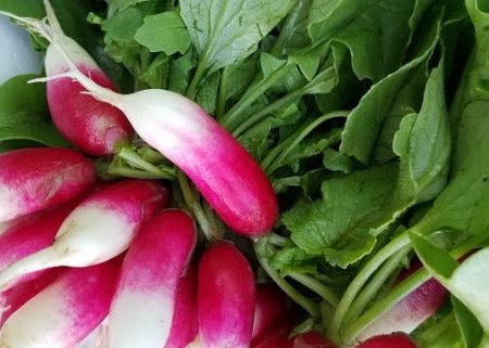 Radish, French Breakfast For Discount