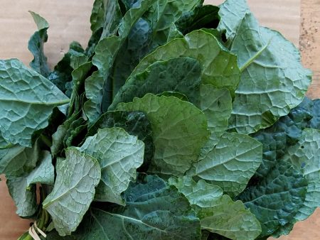 Kale, lacinato Supply