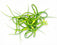 Garlic Scapes on Sale