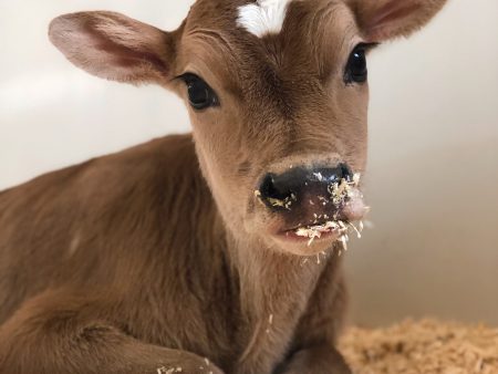 Sponsor a Calf Program Online Sale